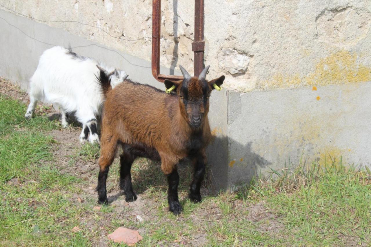 Crouy-sur-CossonFerme Des Poulardieres别墅 外观 照片