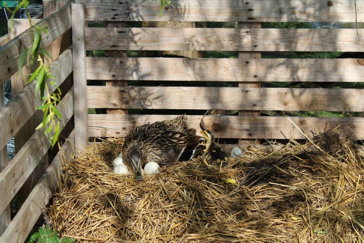 Crouy-sur-CossonFerme Des Poulardieres别墅 外观 照片